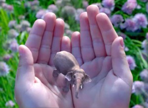 magic-leap-elephant_w_600
